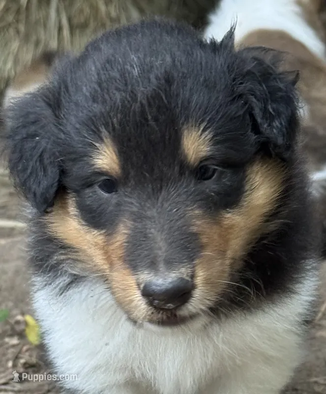 Tr-Color Male – Collie puppy for sale in Centerview, MO