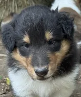 Tr-Color Male, a male Collie for sale in Centerview, MO – 1 of 5