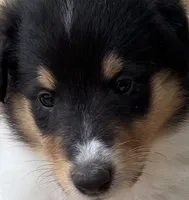 Tri-Color White Female, a female Collie for sale in Centerview, MO – 4 of 4