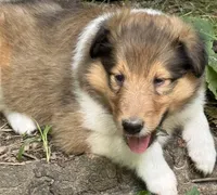 Sable Female, a female Collie for sale in Centerview, MO – 4 of 7