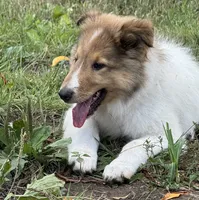 Jasper, a male Collie for sale in Centerview, MO – 4 of 10