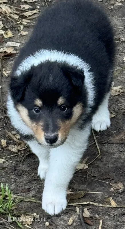 Tri Color Female – Collie puppy for sale in Centerview, MO