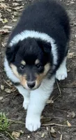 Tri Color Female, a female Collie for sale in Centerview, MO – 1 of 7