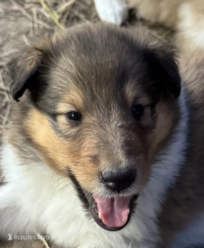Sable Female – Collie puppy for sale in Centerview, MO