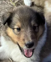 Sable Female, a female Collie for sale in Centerview, MO – 1 of 7