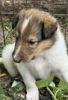Sable Merle White Female, a female Collie for sale in Centerview, MO – 1 of 6