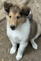 Teddy, a male Collie for sale in Centerview, MO – 3 of 10