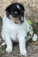 Tri-Color White Male, a male Collie for sale in Centerview, MO – 2 of 9