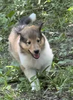 Pending: Sable Female, a female Collie for sale in Centerview, MO – 7 of 8