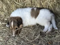 Sable Merle White Female, a female Collie for sale in Centerview, MO – 6 of 6
