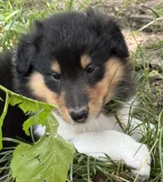 Tr-Color Male, a male Collie for sale in Centerview, MO – 4 of 5