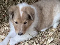 Sable Merle Female, a female Collie for sale in Centerview, MO – 3 of 5