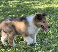 Teddy, a male Collie for sale in Centerview, MO – 4 of 10