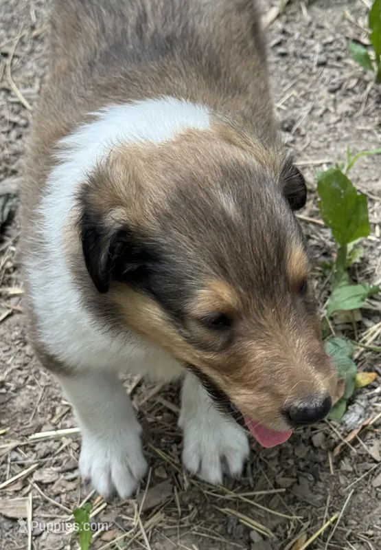 Sable male – Collie puppy for sale in Centerview, MO