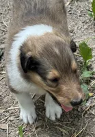 Sable male, a male Collie for sale in Centerview, MO – 1 of 1
