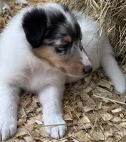 Blue Merle White Male, a male Collie for sale in Centerview, MO – 4 of 8