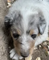 Blue Merle Male, a male Collie for sale in Centerview, MO – 5 of 7