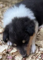 Tri Color Female, a female Collie for sale in Centerview, MO – 6 of 7