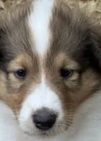 Pending: Sable Merle White Male, a male Collie for sale in Centerview, MO – 3 of 9