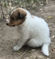 Sable Merle White Male, a male Collie for sale in Centerview, MO – 4 of 5