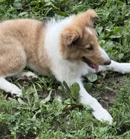 Fabian , a male Collie for sale in Centerview, MO – 2 of 10