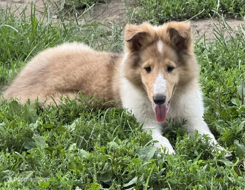 Fabian  – Collie puppy for sale in Centerview, MO
