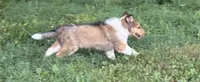 Teddy, a male Collie for sale in Centerview, MO – 6 of 10