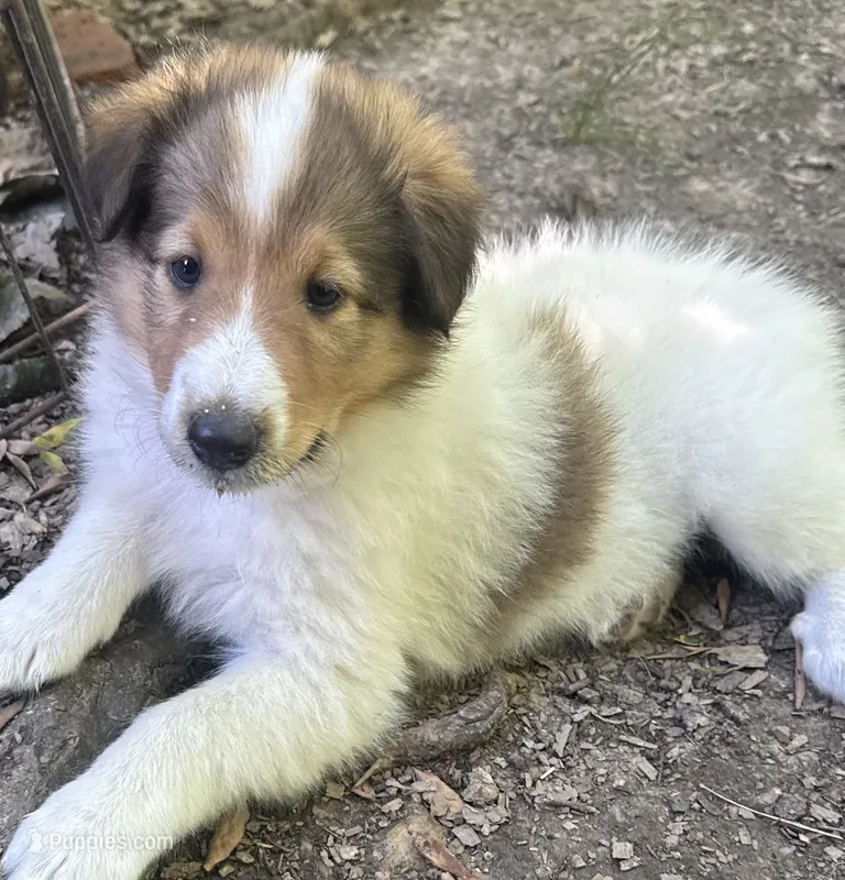 Sable Merle White Male – Collie puppy for sale in Centerview, MO