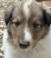 Sable Merle White Male, a male Collie for sale in Centerview, MO – 5 of 5