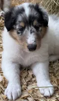 Blue Merle White Male, a male Collie for sale in Centerview, MO – 5 of 8