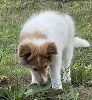 Jasper, a male Collie for sale in Centerview, MO – 6 of 10