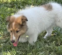 Jasper, a male Collie for sale in Centerview, MO – 7 of 10