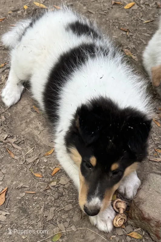 Tri-Color White Female – Collie puppy for sale in Centerview, MO