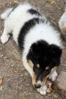 Tri-Color White Female, a female Collie for sale in Centerview, MO – 1 of 4
