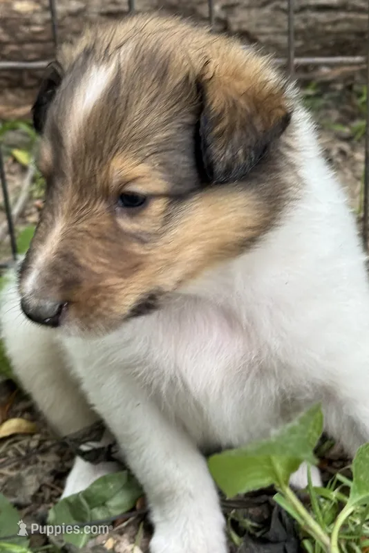 Sable Merle White Female – Collie puppy for sale in Centerview, MO