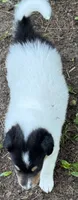Tri-Color White Male, a male Collie for sale in Centerview, MO – 8 of 9