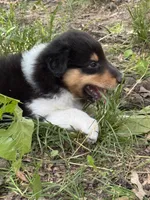 Tr-Color Male, a male Collie for sale in Centerview, MO – 5 of 5