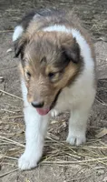 Sable Female, a female Collie for sale in Centerview, MO – 3 of 7