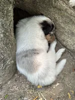 Blue Merle White Male, a male Collie for sale in Centerview, MO – 3 of 8
