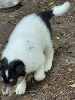 Tri-Color White Male, a male Collie for sale in Centerview, MO – 7 of 9