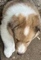 Sable Merle Male, a male Collie for sale in Centerview, MO – 3 of 5