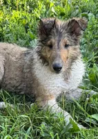 Teddy, a male Collie for sale in Centerview, MO – 10 of 10