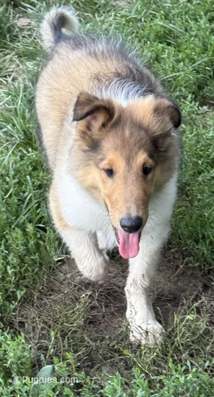 Teddy – Collie puppy for sale in Centerview, MO