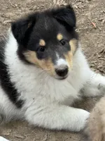 Tri-Color White Female, a female Collie for sale in Centerview, MO – 2 of 4