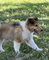 Teddy, a male Collie for sale in Centerview, MO – 9 of 10