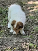 Pending: Sable Merle White Male, a male Collie for sale in Centerview, MO – 4 of 9
