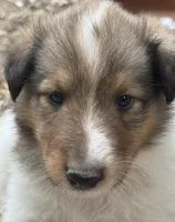 Sable Merle White Male, a male Collie for sale in Centerview, MO – 2 of 5