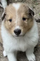 Sable merle girl, a female Collie for sale in Centerview, MO – 1 of 2