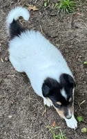 Tri-Color White Male, a male Collie for sale in Centerview, MO – 4 of 9