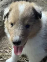 Sable merle girl, a female Collie for sale in Centerview, MO – 2 of 2